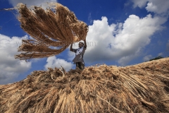 A Jute farmer one of the Small business entrepreneur checking and storing jute on his local boat before goes to the market. Infect many of Bangladeshi farmers earn a good profit from jute agribusiness that’s why its other name is the Golden fiber of Bangladesh.