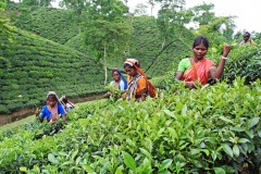 Women tea pluckers work at tea garden at Srimangal, Bangladesh. Tea is a major industry in Bangladesh and grows in the low hills of Chittagong and Sylhet. There are about 158 tea gardens with a total of 47,938 hectares under tea cultivation with yearly production of about 50 million kilos of tea. The industry provides employment to about 150,000 ethnic people with 500,000 dependants. Srimangal, Bangladesh. August 2008.