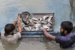 Farmers catching tilapia fish in Jessore, Bangladesh. Photo by Yousuf Tushar. July 28, 2015