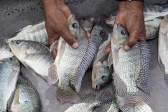 Close up view of tilapia fish in Jessore, Bangladesh. Photo by Yousuf Tushar. July 28, 2015