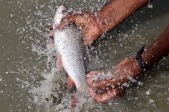 The man showing fish, which cached from his Gher in Khulna, Bangladesh. Photo by M. Yousuf Tushar. April 18, 2014