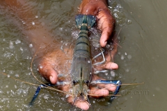 The woman showing shrimp, which cached from his Gher in Khulna, Bangladesh. Photo by M. Yousuf Tushar. April 16, 2014