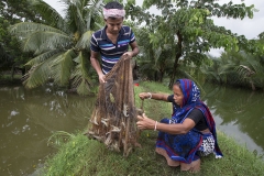 Fish farmers catching shrimp in Khulna, Bangladesh. Photo by Yousuf Tushar. July 31, 2015