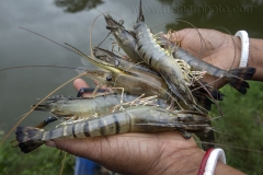 The woman taken SME (small & medium enterprises) loan from local bank to develop a shrimp firm, it’s generating a good income that made a big change of her family life.