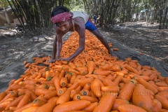 carrot-farmer-copy