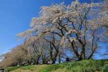 Cherry blossom or sakura festival at Kakunodate, Japan.